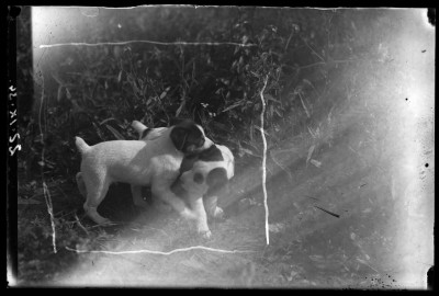 Bawiące się szczeniaki w ogrodzie willi Fryderyka Janusza przy ulicy Jagiellonskiej w Rzeszowie