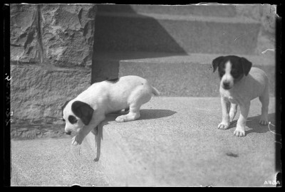 Szczeniaki na schodach willi Fryderyka Janusza przy ulicy Jagiellońskiej w Rzeszowie