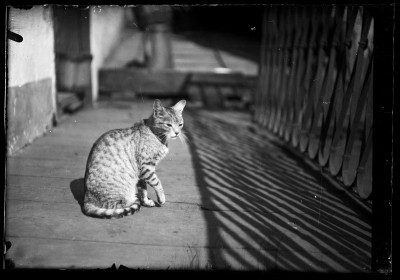 Kot na balkonie kamienicy nr 18 przy ulicy Grunwaldzkiej w Rzeszowie