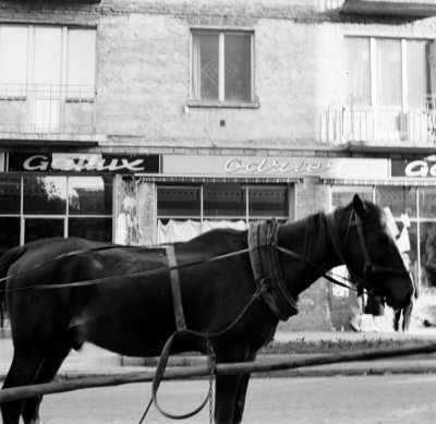 Furmanka przed witryną sklepu odzieżowego "Gallux" przy ul. Adama Asnyka w Rzeszowie