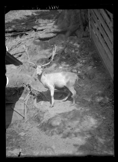 GFK-1-1783 Jeleń w ZOO w Krynicy GFK-I-1783.jpg