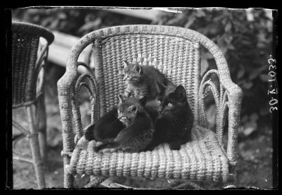 Koty na wiklinowym fotelu w ogrodzie domu Januszów przy ul. Poniatowskiego w Rzeszowie