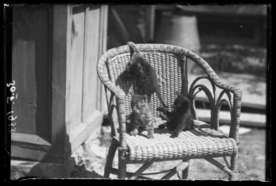 Koty na wiklinowym fotelu w ogrodzie domu Januszów przy ul. Poniatowskiego w Rzeszowie