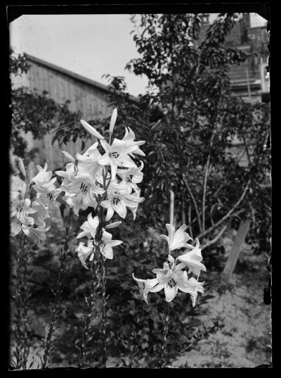 Kwitnące lilie w ogrodzie domu Januszów przy ulicy Poniatowskiego w Rzeszowie