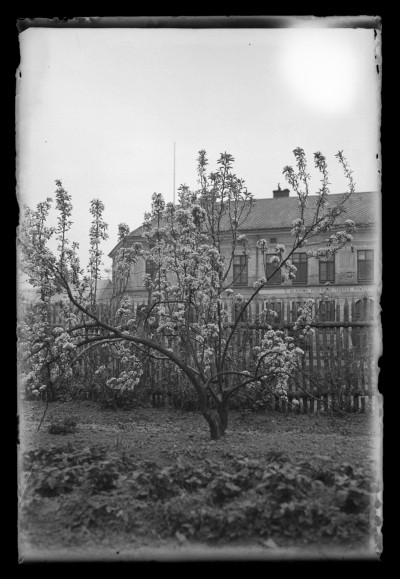 Kwitnące drzewo w ogrodzie domu Januszów przy ul. Poniatowskiego w Rzeszowie