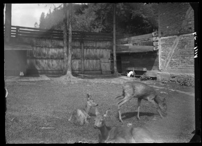 GFK-1-1786 Sarny i króliki w ZOO w Krynicy GFK-I-1786.jpg