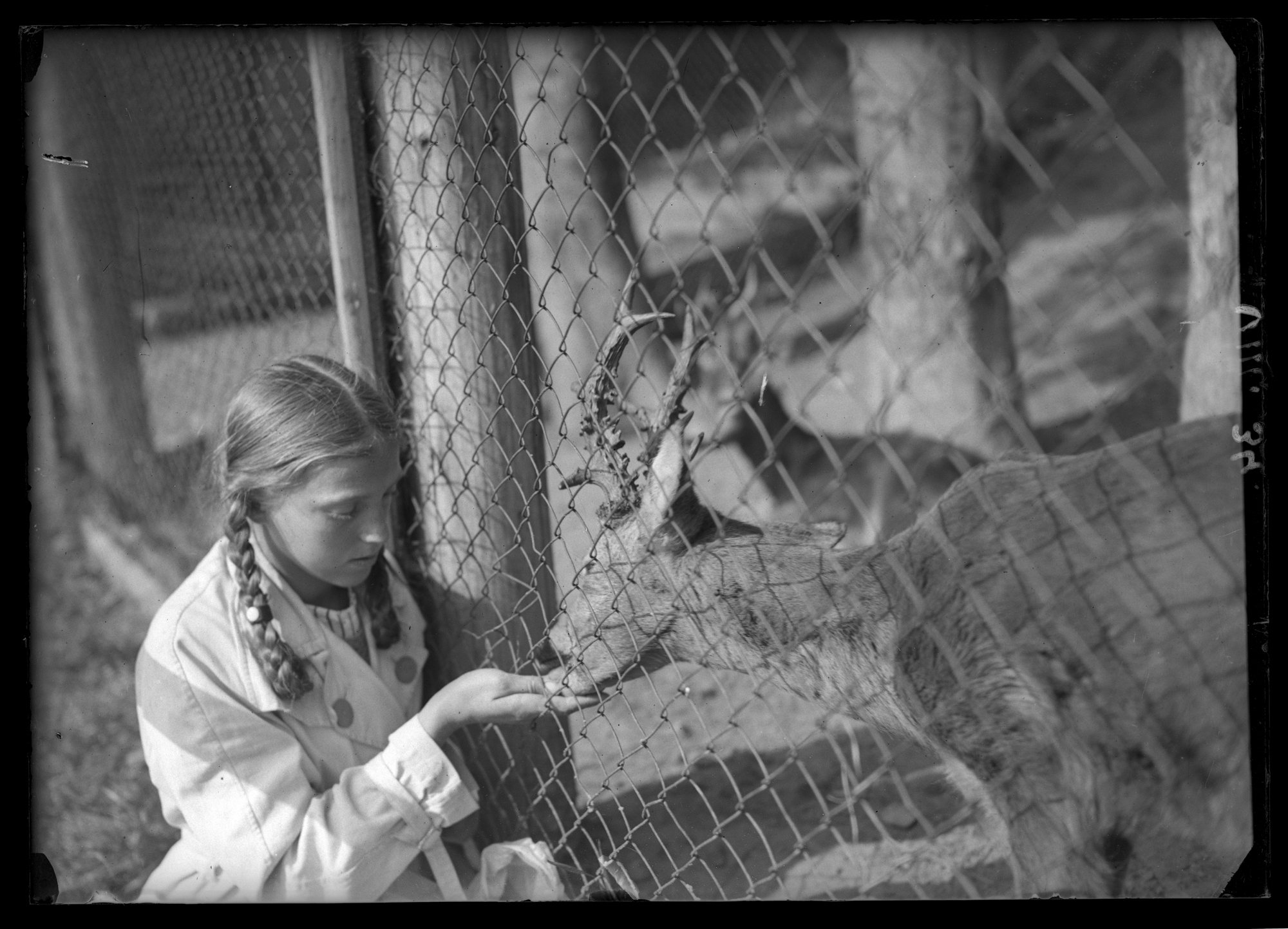 Irena Elgas dokarmiąca jelonka w ZOO w Krynicy