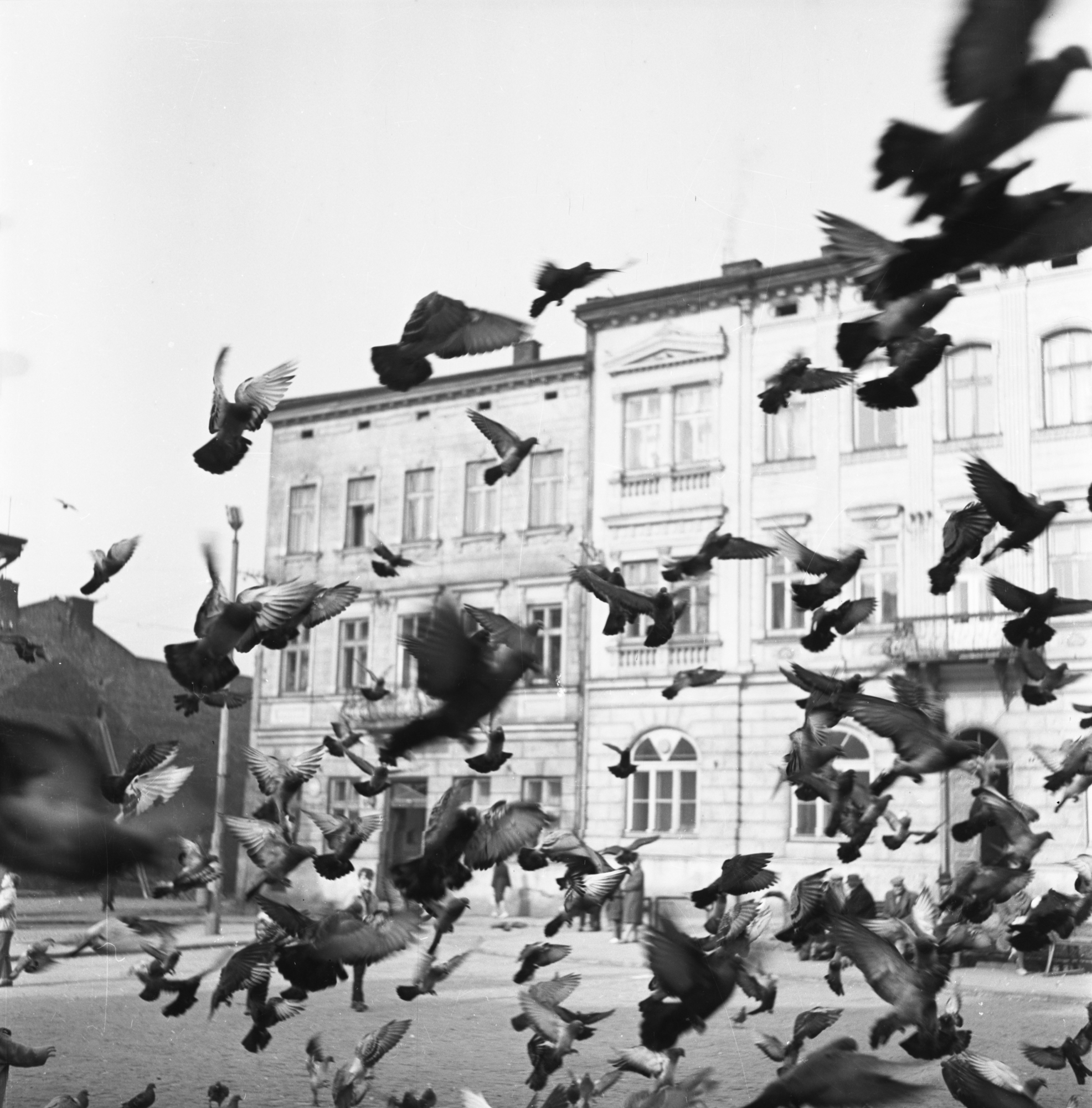 Gołębie na rzeszowskim rynku