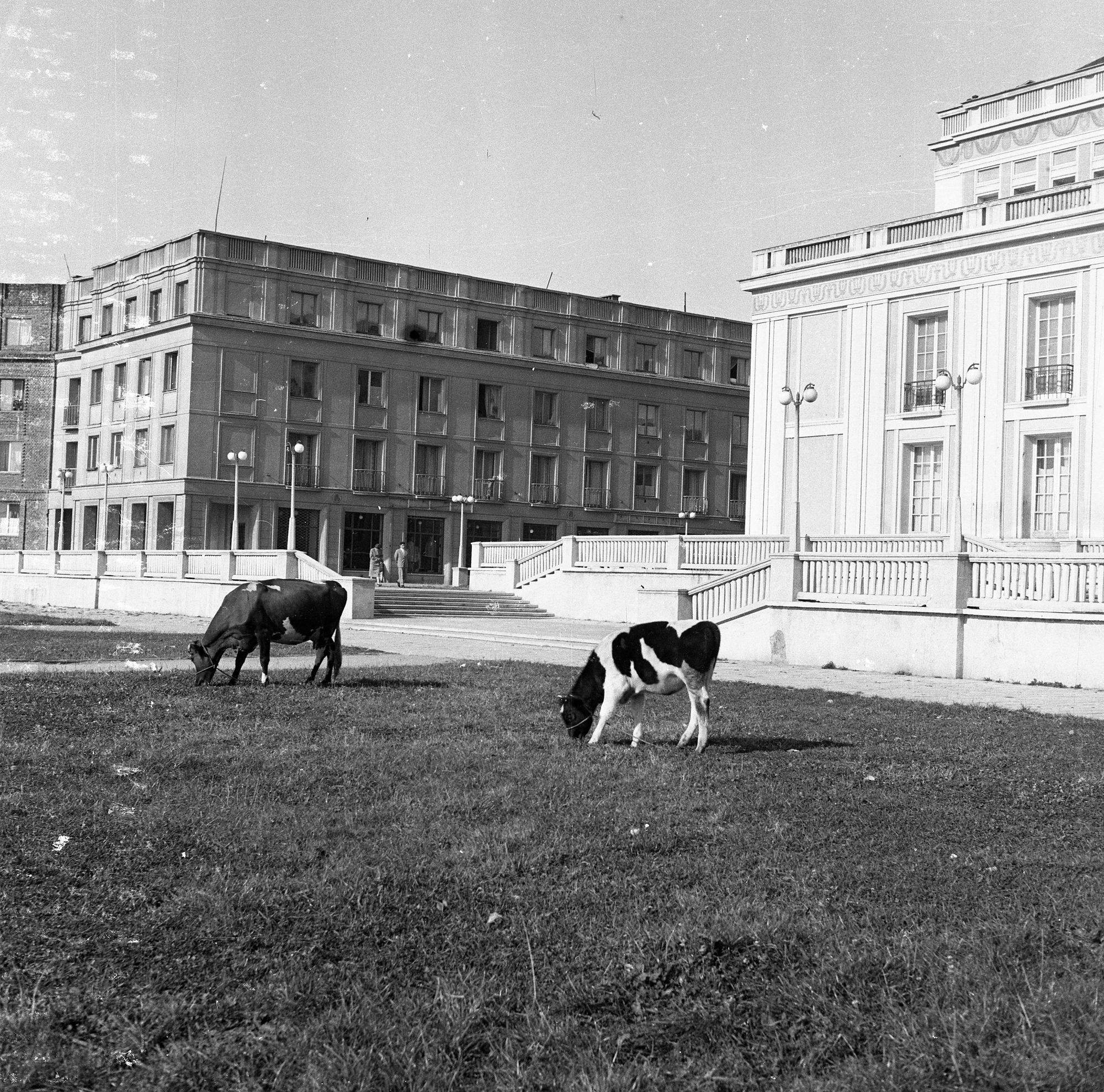 Pasące się krowy na placu za Zakładowym Domem Kultury WSK przy ul. gen. Jarosława Dąbrowskiego w Rzeszowie