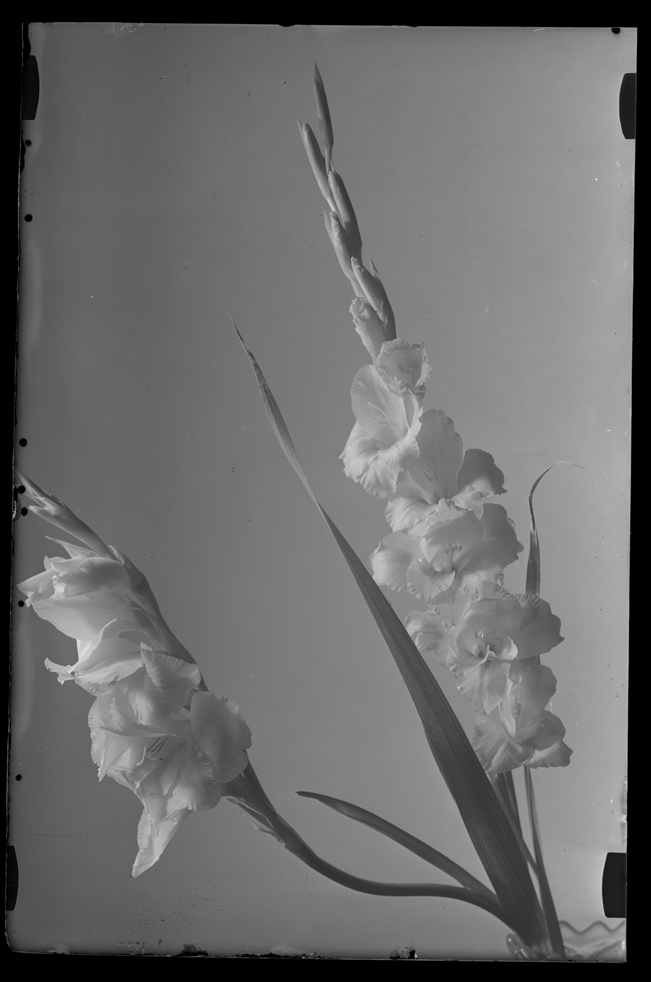 Mieczyki