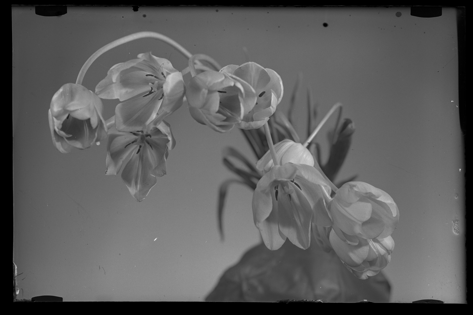 Tulipany